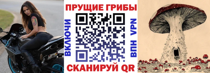 где можно купить наркотик  Кириллов  Псилоцибиновые грибы Psilocybe 